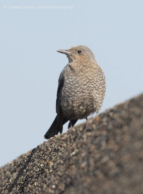 Blue Rock Thrush