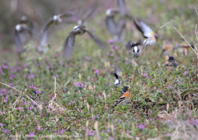 Brambling