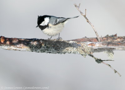 Coal Tit
