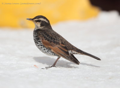 Dusky Thrush