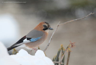 Eurasian Jay