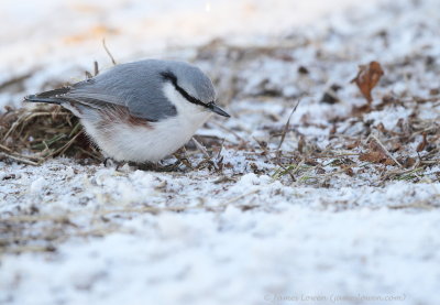 Eurasian Nuthatch