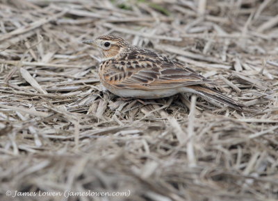 Eurasian Skylark (ssp japonica)