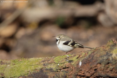 Forest Wagtail_0473