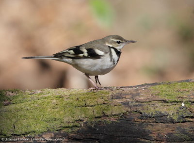 Forest Wagtail_0988