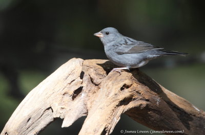 Grey Bunting_1151