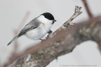 Marsh Tit (ssp hensoni)