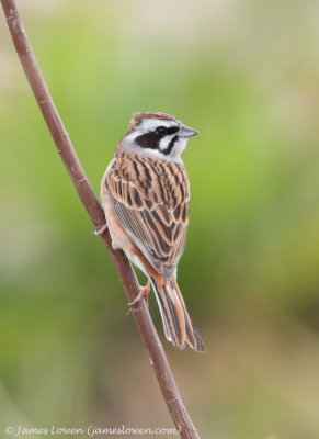 Meadow Bunting