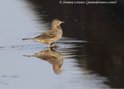 Siberian Pipit_7374