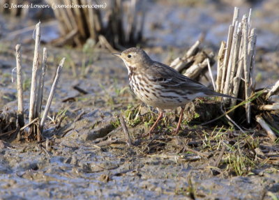 Siberian Pipit_7497