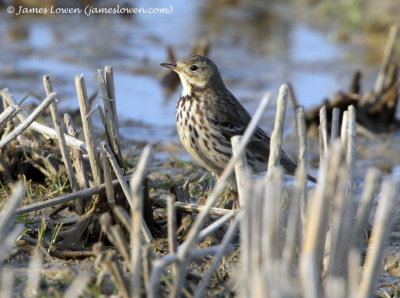Siberian Pipit_7502