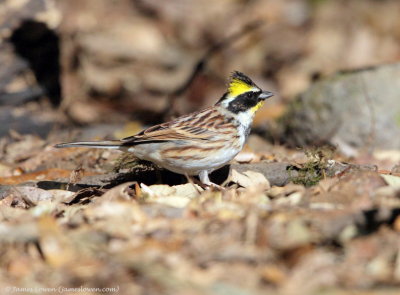 Yellow-throated Bunting_0663