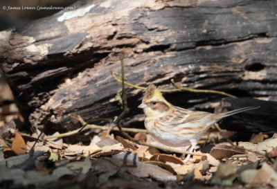 Yellow-throated Bunting_1300