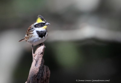 Yellow-throated Bunting_1342