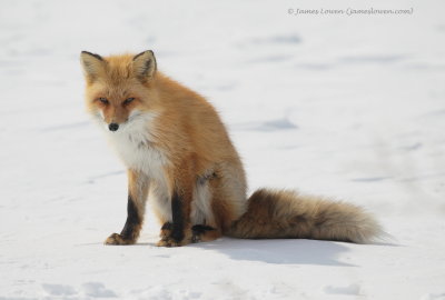 Red Fox_3834