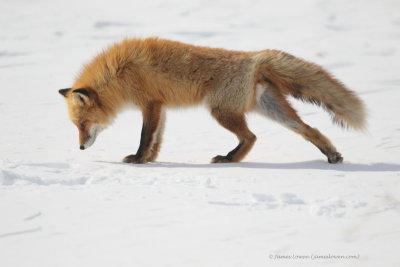 Red Fox_3866