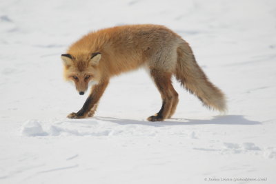 Red Fox_3872