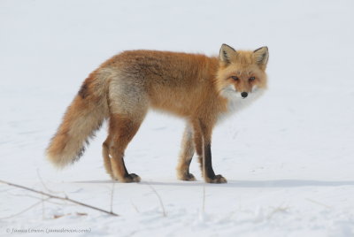 Red Fox_3924