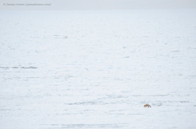 Red Fox, hunting on sea ice