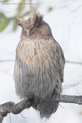 Blakiston's Fish Owl