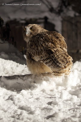 Blakiston's Fish Owl