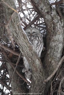 Ural Owl