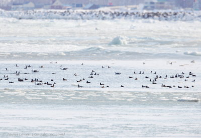 Ducks amidst frozen sea at Abashiri_7040