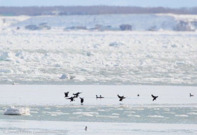 Ducks amidst frozen sea at Abashiri_7107