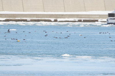 Ducks amidst frozen sea at Abashiri_7116