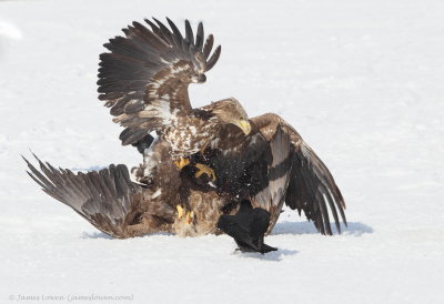 Eagles fighting_1974