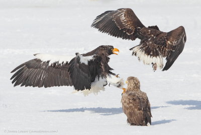 Eagles fighting_2011