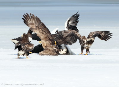 Eagles fighting_2017