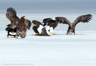 Eagles fighting_2024
