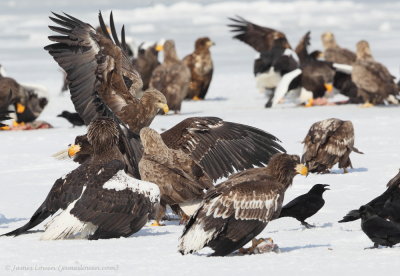 Eagles fighting_2035