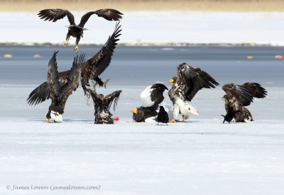 Eagles fighting_2063