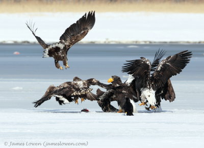 Eagles fighting_2065