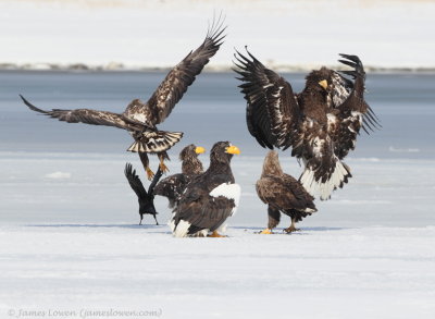 Eagles fighting_2075