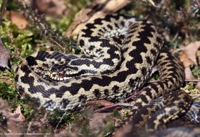 Adder