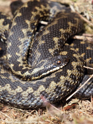 Adder