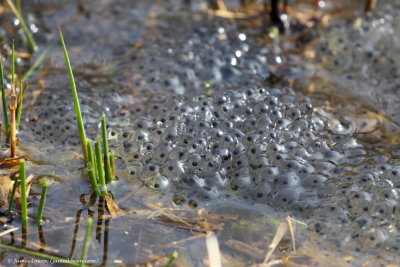Common Frog spawn