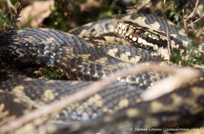 Adder