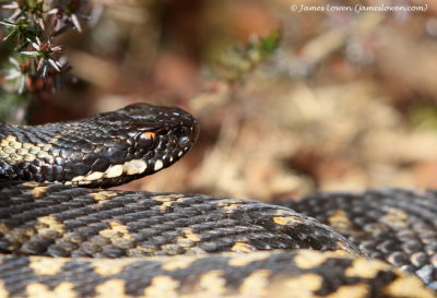 Adder