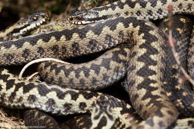 Adder