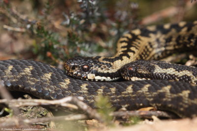 Adder