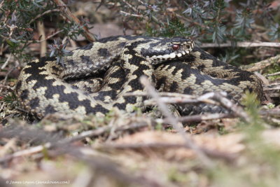 Adder