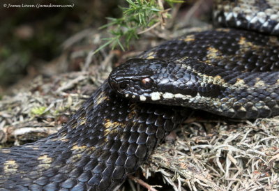 Adder