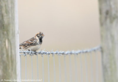 Lapland Bunting