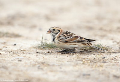 Lapland Bunting