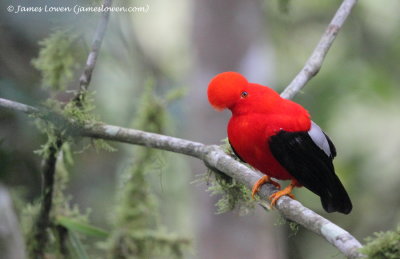 Andean Cock-of-the-Rock