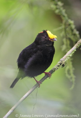 Golden-winged Manakin